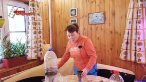 Легко и быстро! Размножение Туи черенками.