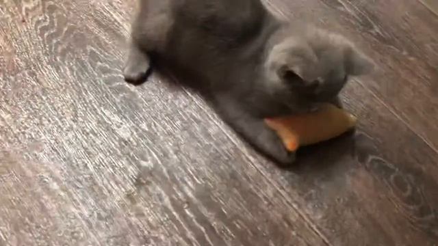 Игрушка для котят. Котята играют.