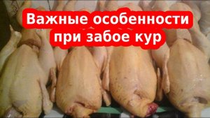 ЗАБОЙ БРОЙЛЕРА, КУР НЕСУШЕК! КАК СМОЛИТЬ ТУШКУ И ПРИДАТЬ ЕЙ КРАСИВЫЙ ТОВАРНЫЙ ВИД