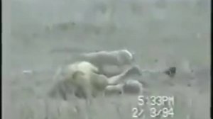 Как лев умирает до слёз смотрите