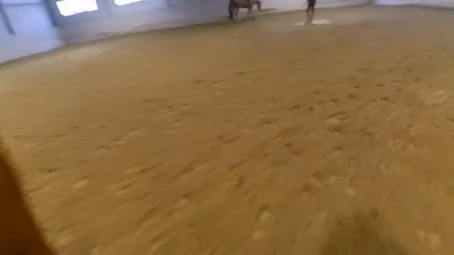 КСК Толстая лошадь смотреть онлайн