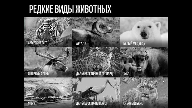 Сохранение редких видов