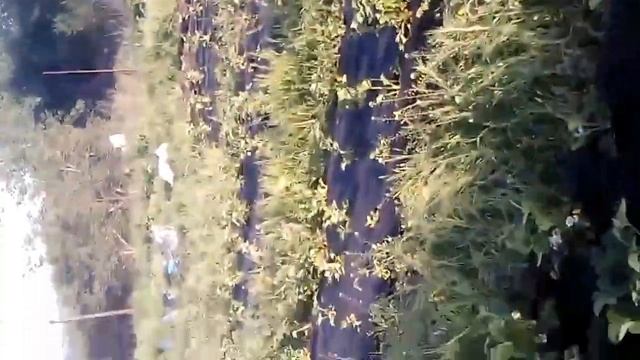 Супер урожай клубники. Как правильно сажать клубнику. Клубника на агроволокне смотреть онлайн