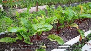 Морковь и свекла на одной грядке
