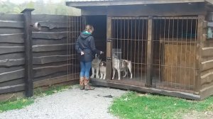 Московская сторожевая 9 и 2.5 месяца. Заходим и выходим из вольера по команде