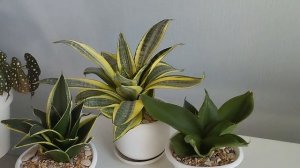 Моя коллекция сансевьер