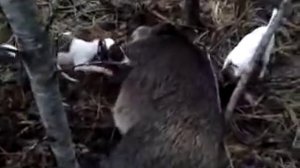 Охота на кабана с фокстерьером