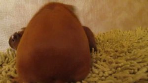 Морские свинки " Американские крестеды "