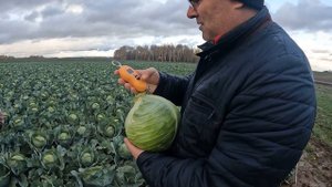 Капуста СВ3404ЖЛ F1.#cabbage #агроном #капуста #овощи ##seeds #seminis #brassica #агроновости #поле
