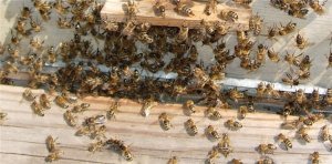 весенние работы с пчелами - ошибки при формирования отводков пчел - часть 3 ( развитие отводка )