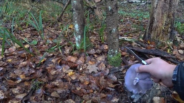 Муж СНОВА за СВОЁ | Отправился в ЛЕС в НОЯБРЕ ?? | ЗАЧЕМ и ПОЧЕМУ? смотреть онлайн