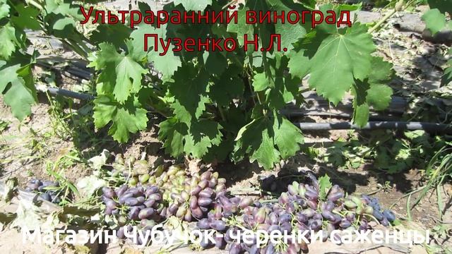 Ультраранний виноград Пузенко- алаверды Подмосковью. смотреть онлайн