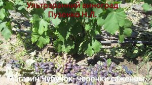Ультраранний виноград Пузенко- алаверды Подмосковью.