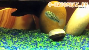 Тетраодон зеленопятнистый (Tetraodon nigroviridis) - o-pitomcax.ru