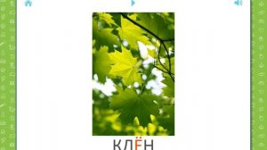 Учебные Карточки (Домана) для детей №12 - Деревья