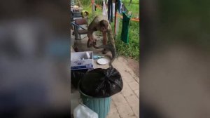 Огромный питон съел домашнего кота и попал на видео (16+)