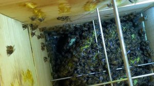 Японский улей 7 недель спустя - Japanese hive 7 weeks after - 183