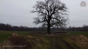 Древний дуб / Old oak