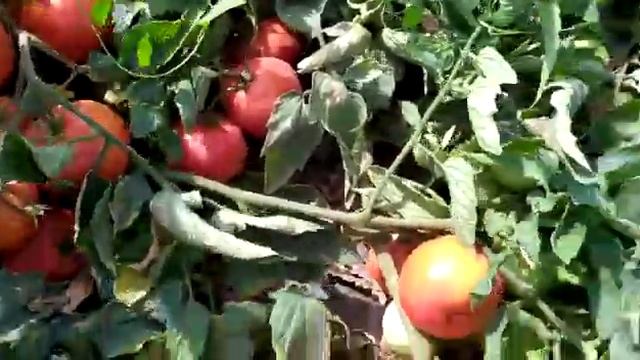 семена томата Дриада F1 смотреть онлайн