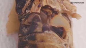 Как поют цикады. Строение и функции механизма стрекотания. // Clever Cricket