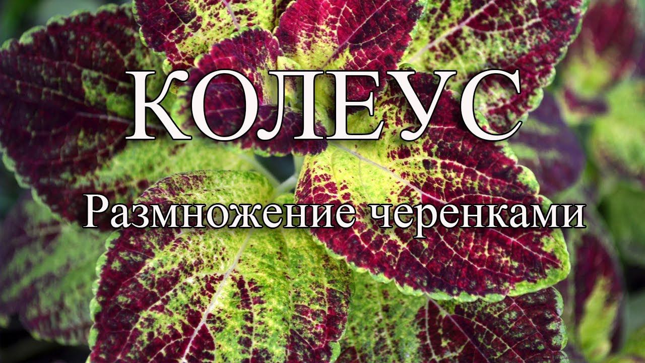 КОЛЕУС еще 2 способа укоренения черенков. Колеус размножение черенками