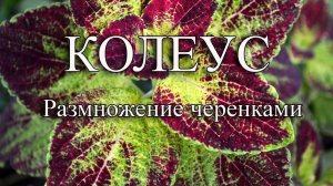 КОЛЕУС еще 2 способа укоренения черенков. Колеус размножение черенками