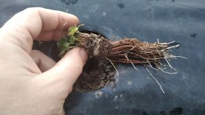 Как определить хорошая или плохая рассада клубники фриго, и немного о корнеобразующих стимуляторах.