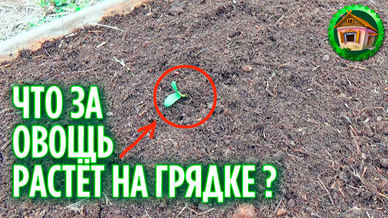 Сажаю овощи на грядки. Поперечная посадка овощей. 215 серия