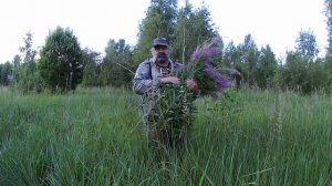 Сбор иван-чая в высокой траве