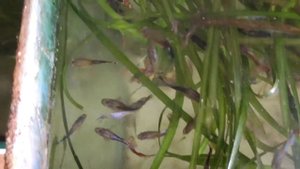 Аквариумные рыбки, рыбы гуппи кушают корм. Аквариум