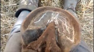 про расчистку копыт лошади
