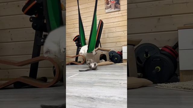 лапочки смотреть онлайн