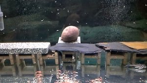 Hypancistrus zebra L046 Pleco