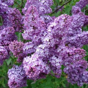 Омолаживаем старый куст сирени?.