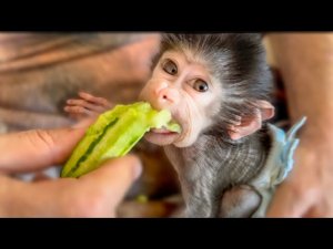 У Степашки очень ДОБРОЕ УТРО и завтрак у папы на коленях)))