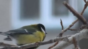 Как синичка кушает семечки.