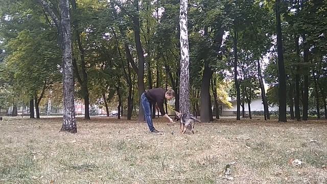 Немецкая овчарка| Команда "Обход"| Воспитание собаки смотреть онлайн