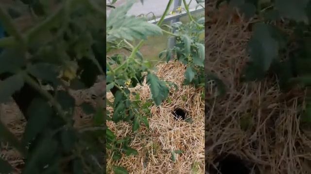 Супер способ. Полив томатов в бутылки.