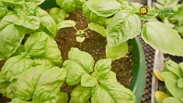 НОВИНКИ СЕМЯН 2023. Выращивание круглый год. смотреть онлайн