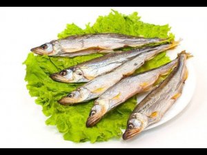 МУРМАНСКАЯ ОБЛАСТЬ. КОРЮШКА 2013