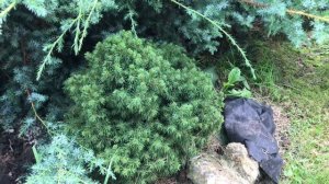 Мои любимые хвойные растения❤️ Все названия.Уход.Обработка. Удобрения. Укрытие на зиму.Хвойный сад❤