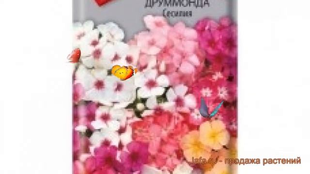 Флокс друммонда Друммонда Сесилия ? обзор: как сажать, семена флокса Друммонда Сесилия