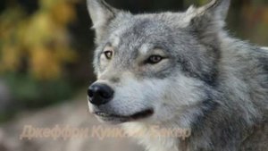 Дети Леса / Имена