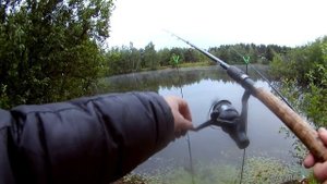 Карась на фидер. Фидерные поклёвки ОТ и ДО. Рыбалка в июне