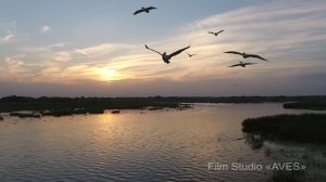 Кудрявый пеликан (Pelecanus crispus) - Dalmatian pelican