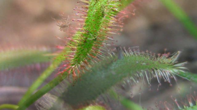 How To Control Fungus Gnats The Fun Way - This Plant Eats Fungus Gnats смотреть онлайн