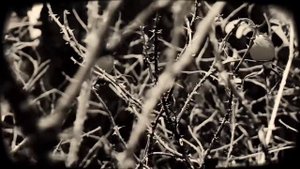 VID 20221018 104356 Я ненавижу человечество...(К. Бальмонт)...Павел Васильев Лахтинский