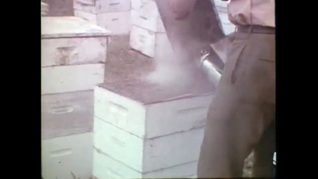 Как добывали цитрусовый мед в 70-е годы? (США) смотреть онлайн