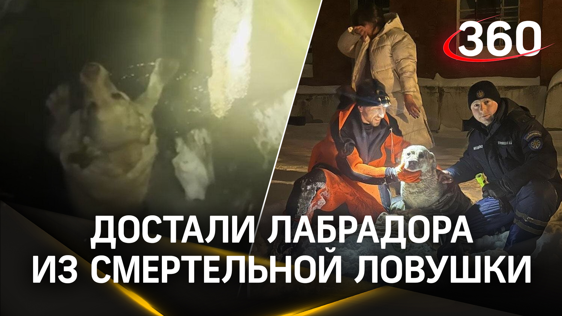 Заигрался и исчез: веселого лабрадора из-под земли достали спасатели