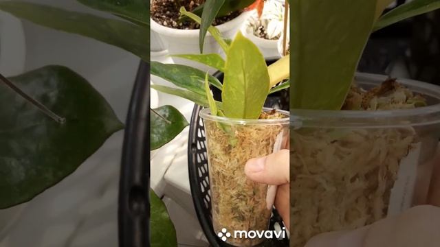 КОМНАТНЫЕ РАСТЕНИЯ(ЦВЕТЫ).РАСТЕНИЯ ПОЧТОЙ. смотреть онлайн